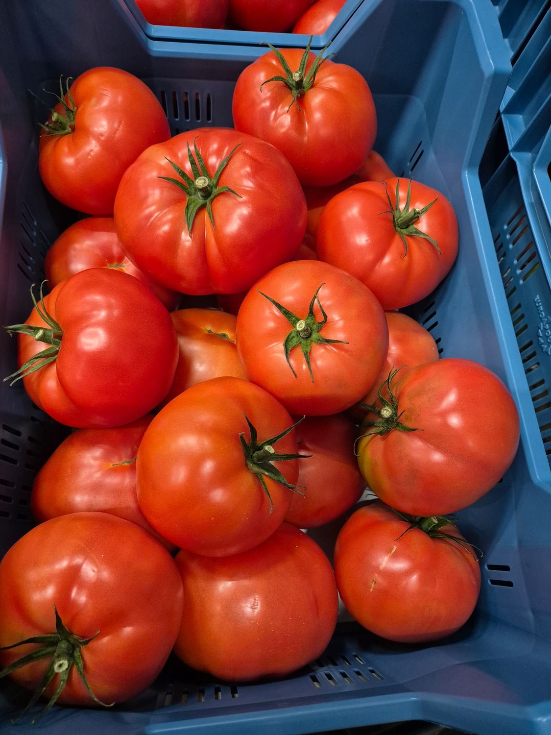 Fleisch Tomaten Belgien 6Kg